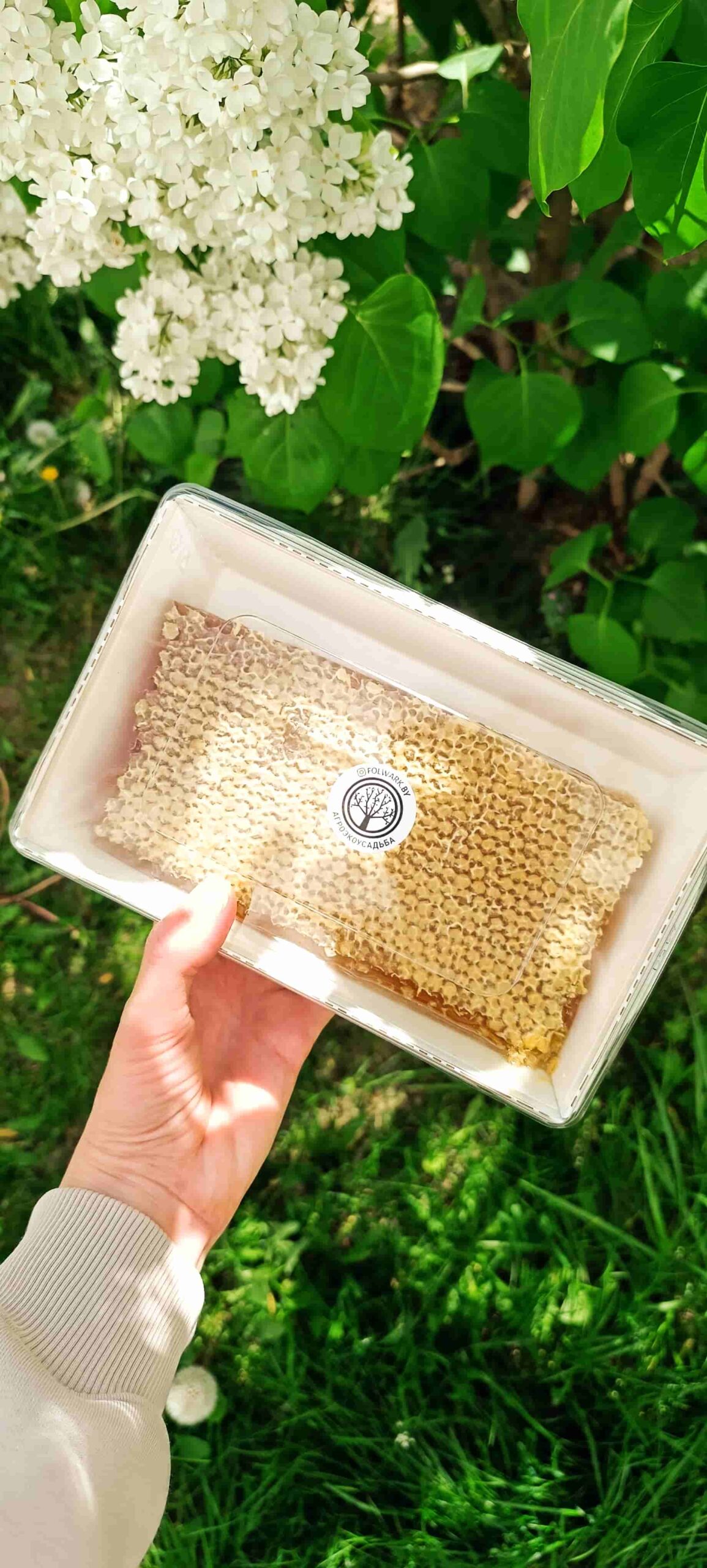 Мёд в сотах